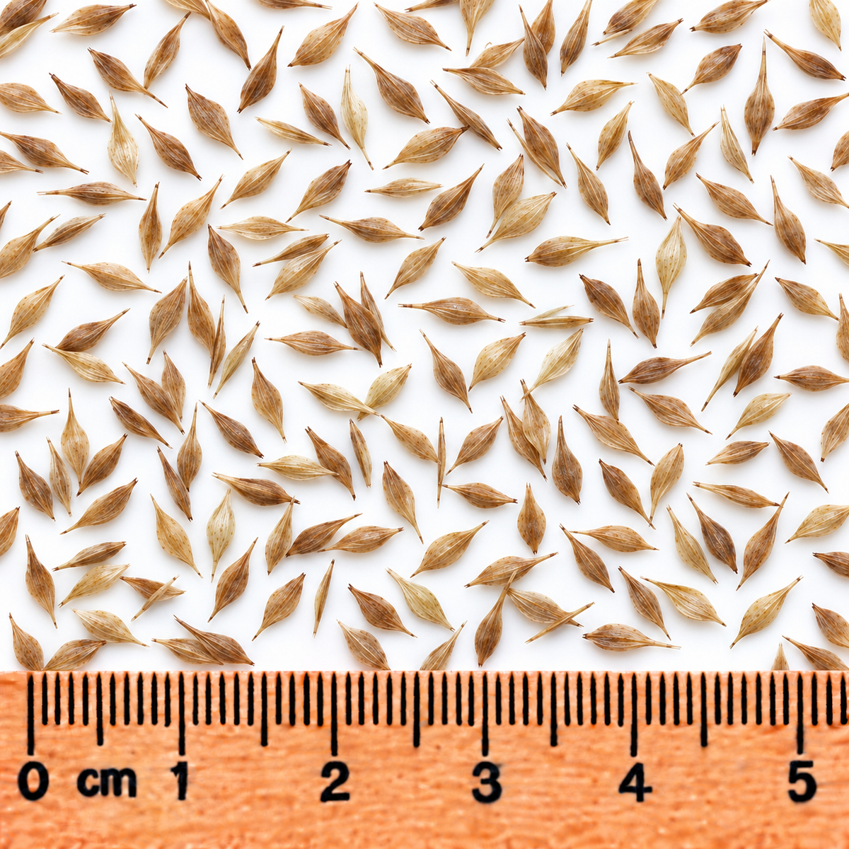 Lance-fruited Oval Sedge, Carex Seed