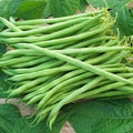 Landreth Stringless, Bean Seeds