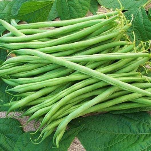 Landreth Stringless, Bean Seeds