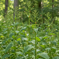 Late Figwort, Scrophularia Seed