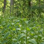 Late Figwort, Scrophularia Seed