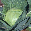 Late Flat Dutch, Cabbage Seeds