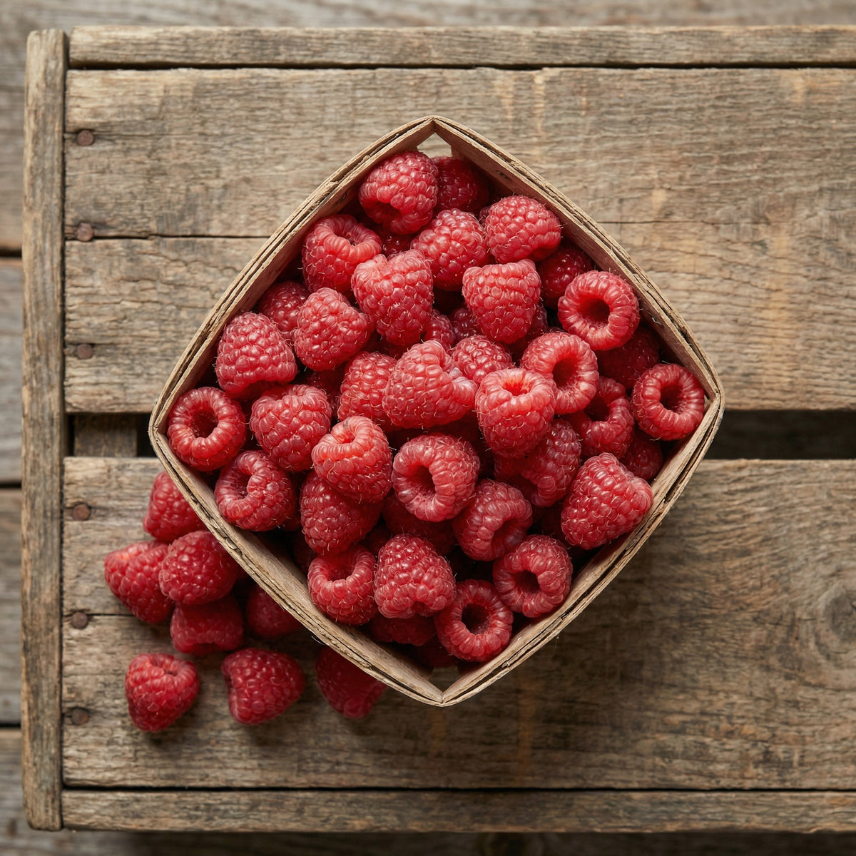 Latham Red, Raspberry Plants