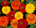 Lava Lamp, Zinnia Seeds