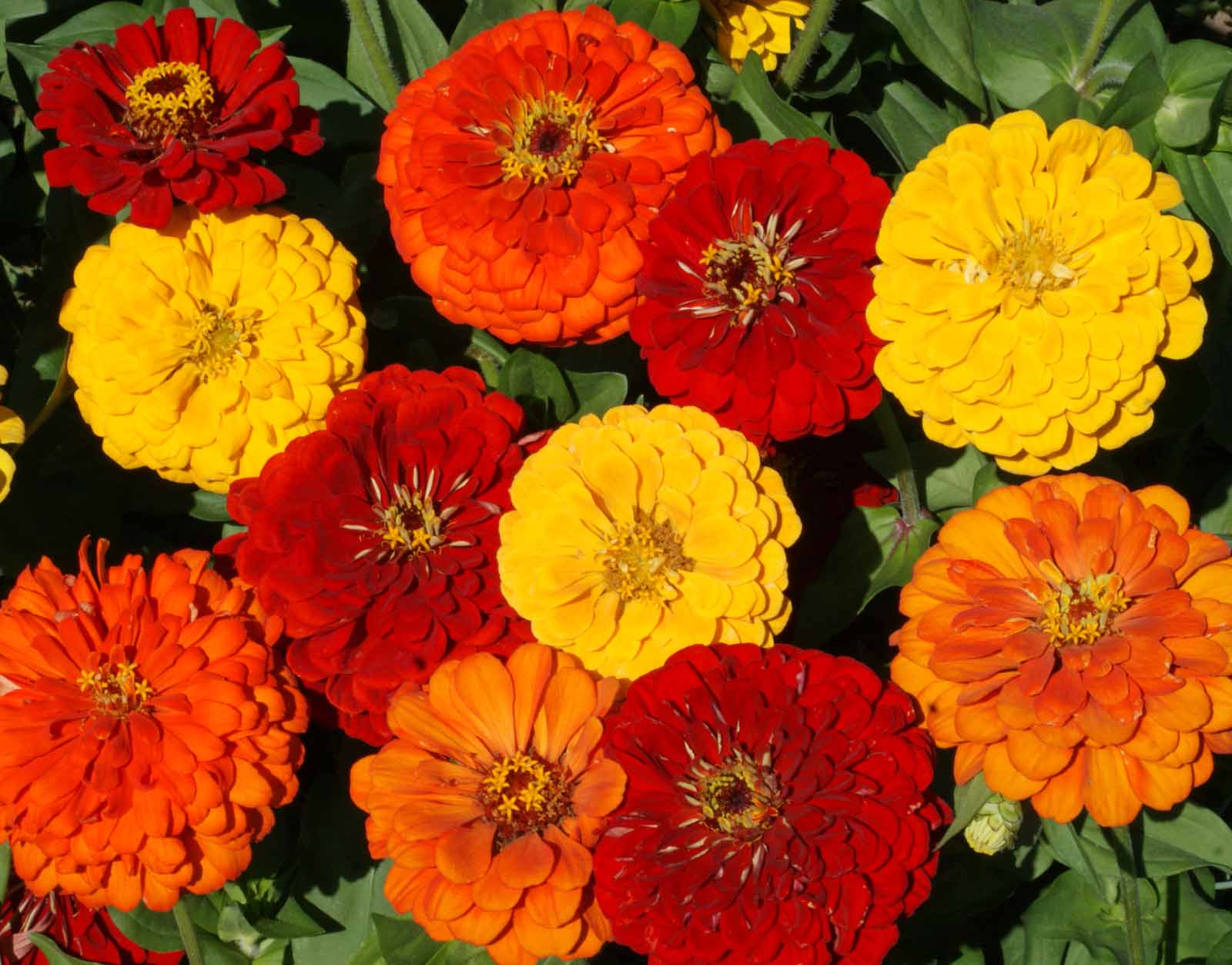 Lava Lamp, Zinnia Seeds