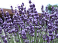 Vera, Lavender Seed