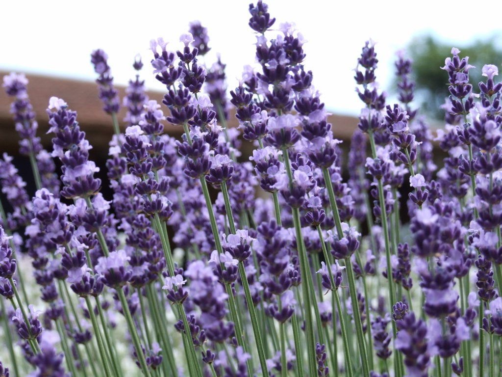 Vera, Lavender Seed
