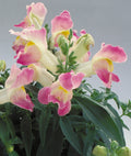 Lavender Bicolor Floral Showers, (F1) Snapdragon Seeds