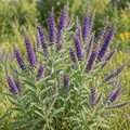 Lead Plant, Amorpha Seeds