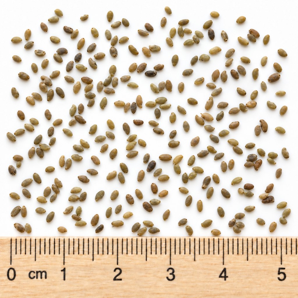 Lead Plant, Amorpha Seed