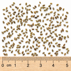 Lead Plant, Amorpha Seed