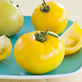 Lemon Boy Plus, (F1) Tomato Seeds
