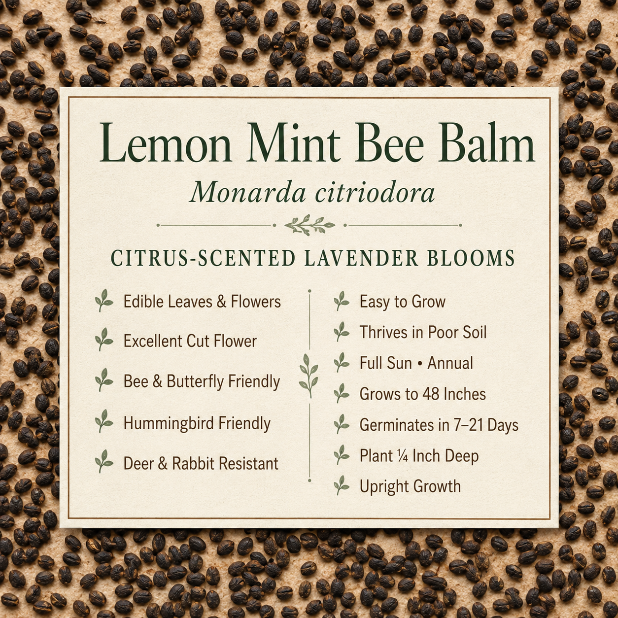 Lemon Mint Bee Balm growing attributes