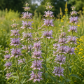 Lemon Mint Bee Balm plant close-up