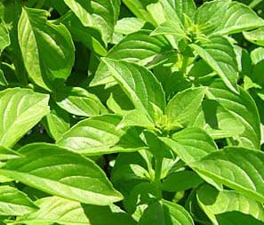 Lemon, Basil Seeds