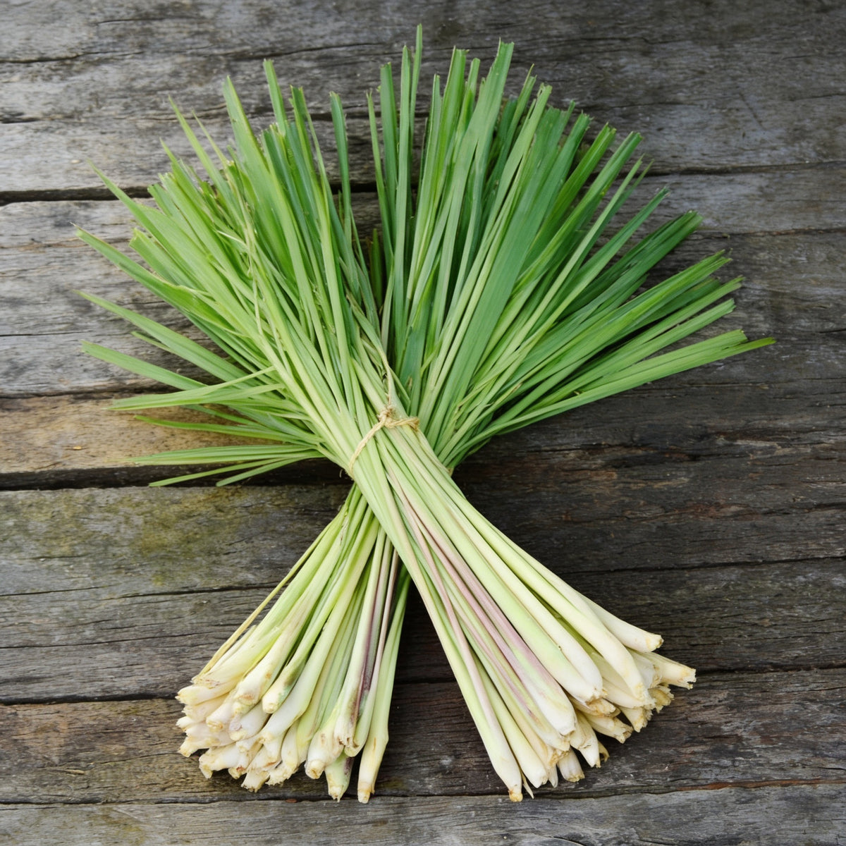 Common, Lemongrass Seed