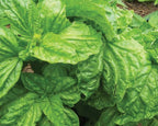 Lettuce Leaf, Basil Seeds