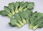 Li Ren Choi, Pak Choi Cabbage