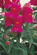 Lilac Floral Showers, (F1) Snapdragon Seeds