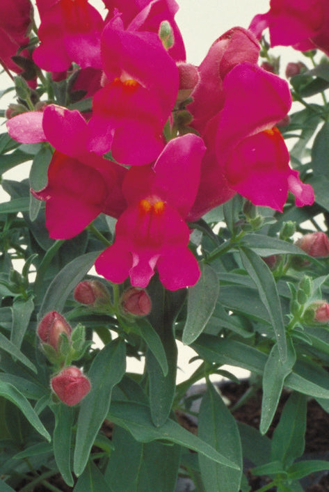 Lilac Floral Showers, (F1) Snapdragon Seeds