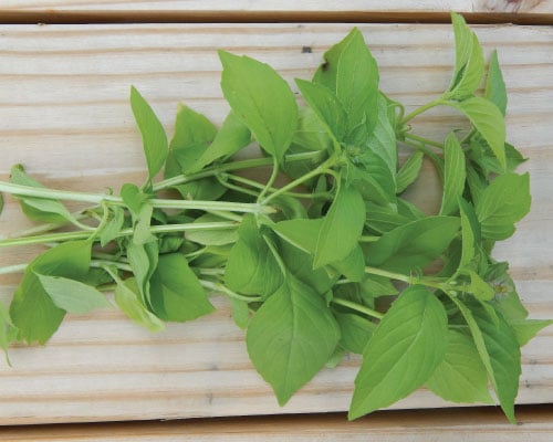 Lime, Basil Seeds