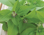 Lime, Basil Seeds