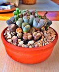 Mixed, Lithops Seeds