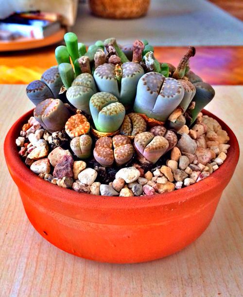 Mixed, Lithops Seeds