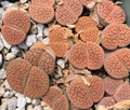 Hookerii, Lithops Seeds