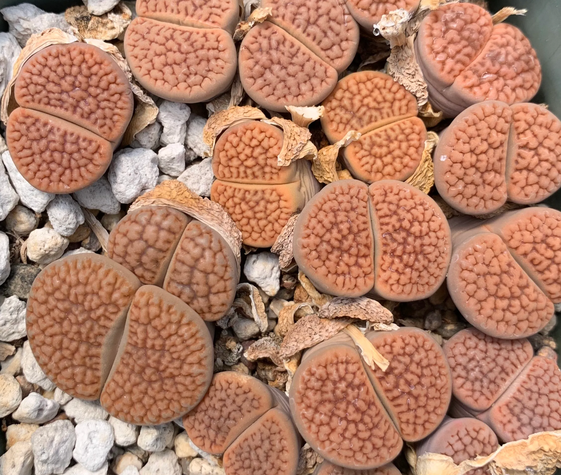 Hookerii, Lithops Seeds