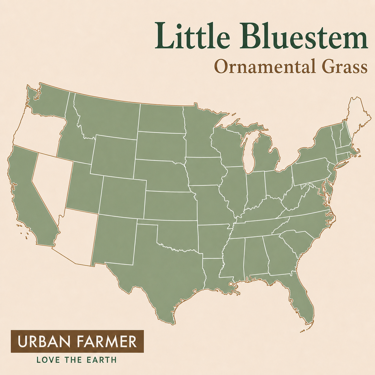 Little Bluestem ornamental grass native map