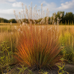 Little Bluestem ornamental grass in nature