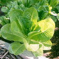 Little Caesar, Lettuce Seed