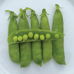 Little Marvel, Pea Seeds