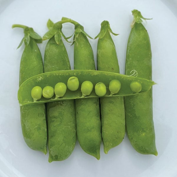 Little Marvel, Pea Seeds
