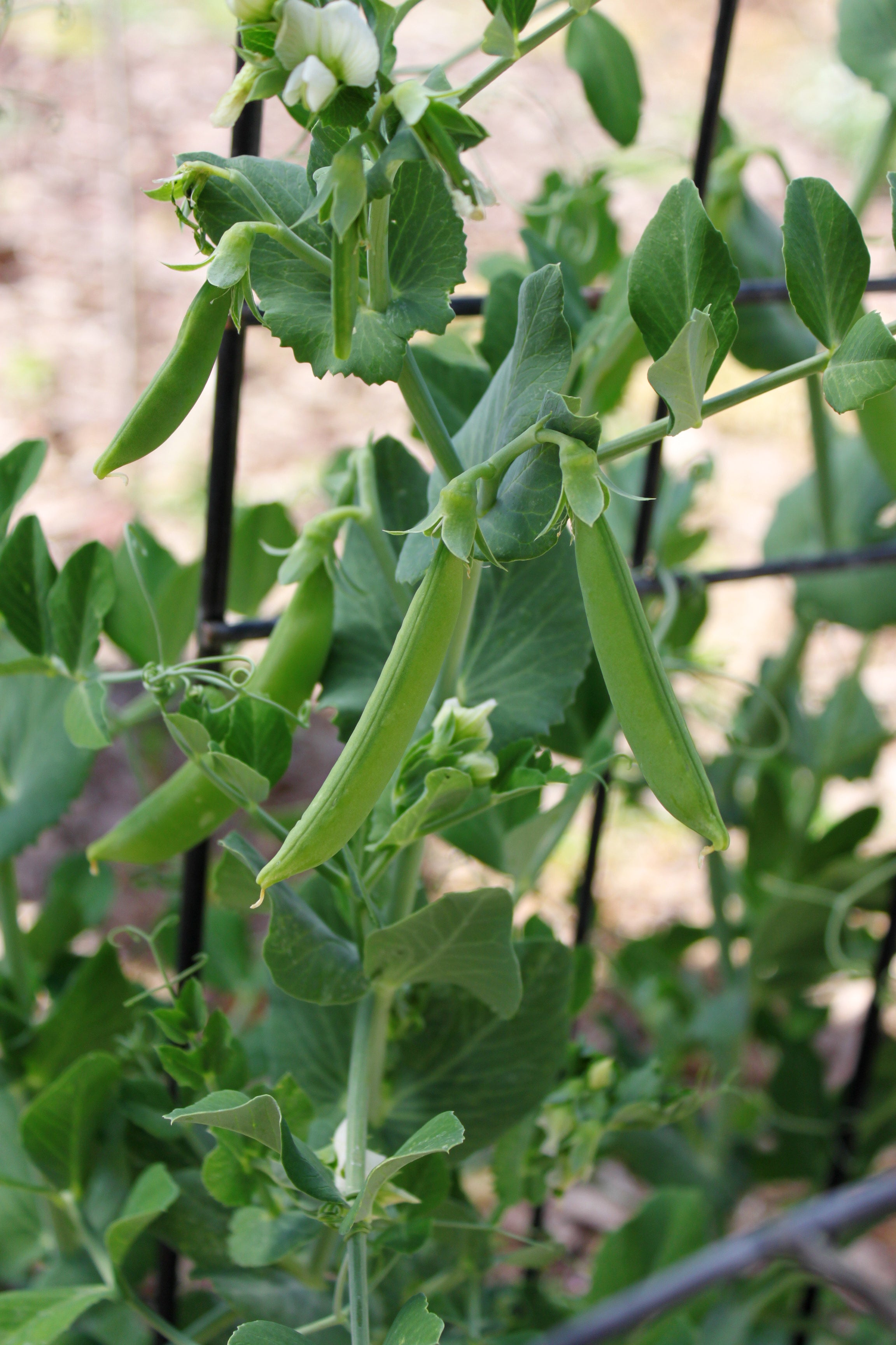 Little SnapPea Crunch, Pea Seeds
