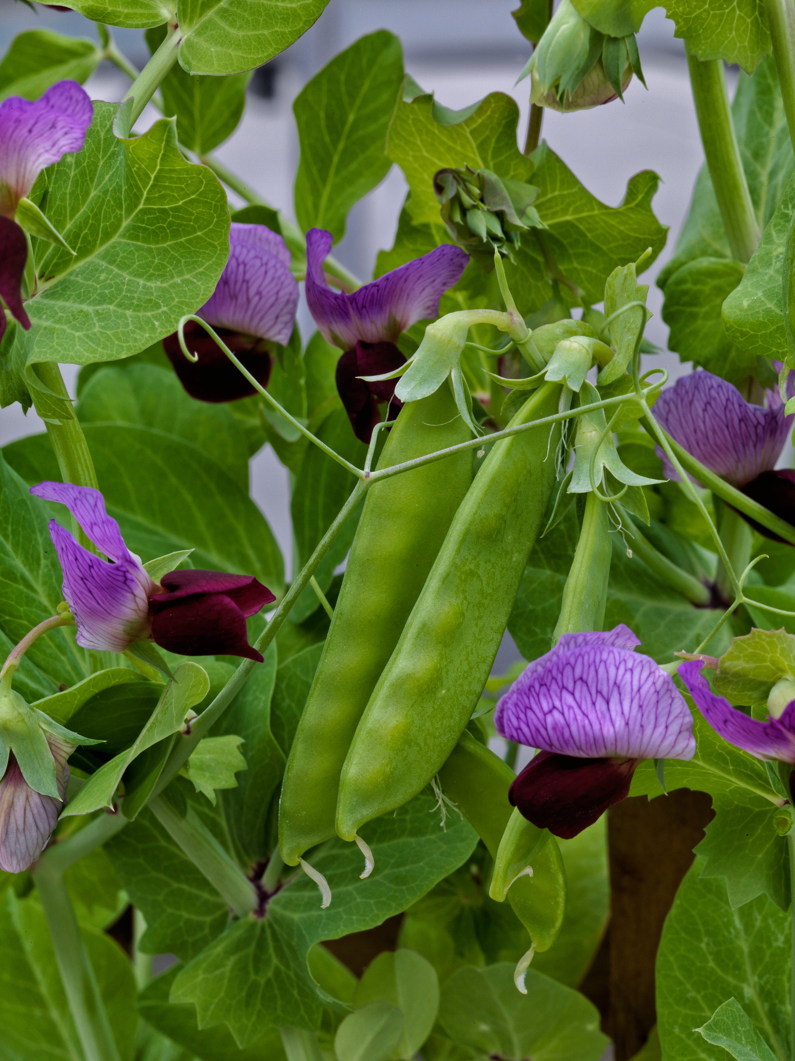 Little SnowPea Purple, Pea Seeds