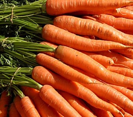 Little Finger, Organic Carrot Seeds