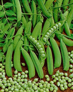 Little Marvel, Pea Seeds