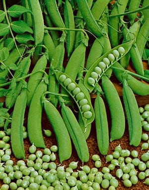 Little Marvel, Pea Seeds
