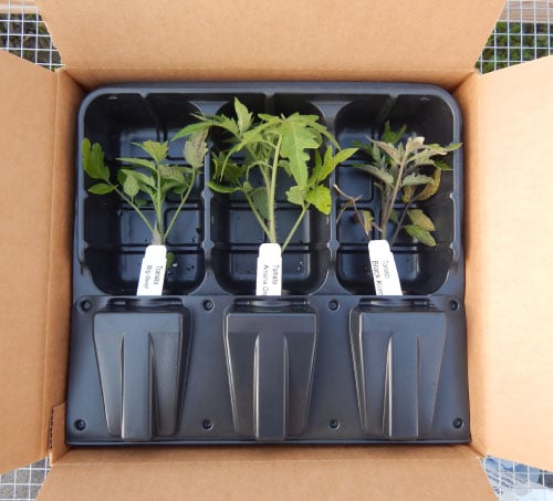Live Plant Shipping Container