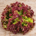Lolla Rosso Darky, Lettuce Seeds