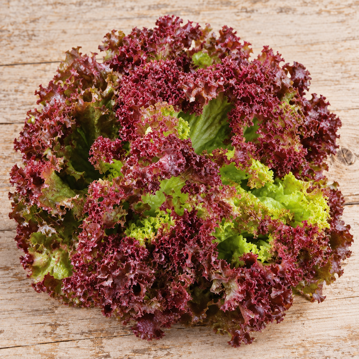 Lolla Rosso Darky, Lettuce Seed