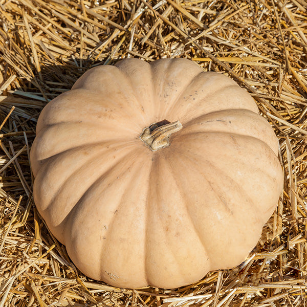 Long Island Cheese, Squash Seeds