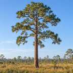 Longleaf, Pine Seed