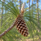 Longleaf, Pine Seed
