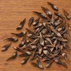 Longleaf, Pine Seed