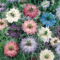 Miss Jekyll 'Love in a Mist', Nigella Seeds