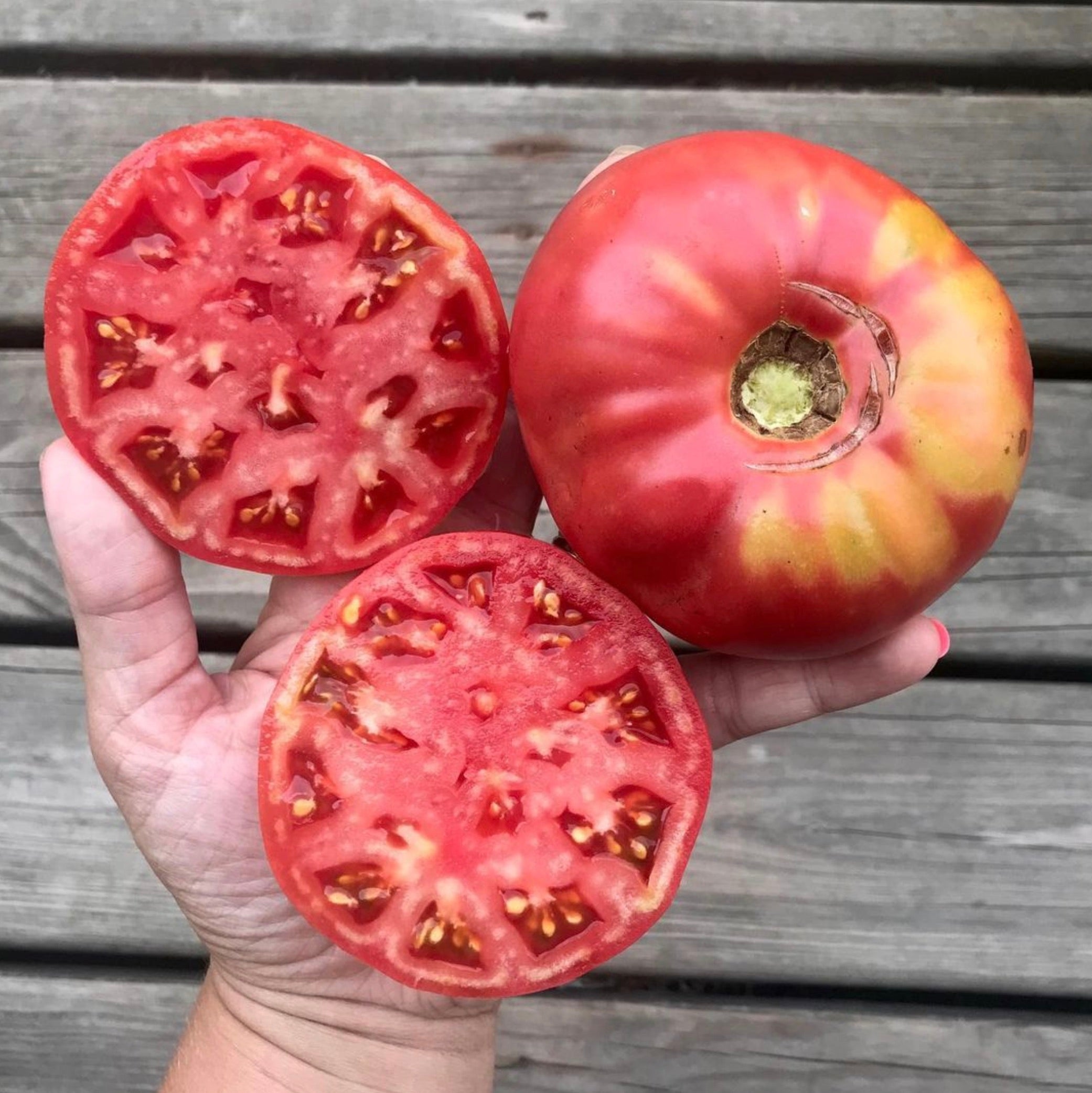 Mortgage Lifter, Tomato Seeds