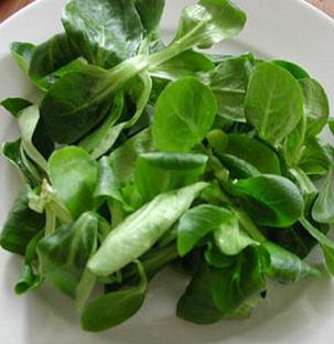 Vit Mache, Corn Salad